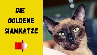 Tonkanese  Lebhaft und Anhänglich Die Tonkanese Katze im Rassenportrait [upl. by Syl]