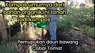 Cara Saya Merawat DAUN BAWANGDan Pemupukan Cabai Rawit Tomat [upl. by Cohin68]