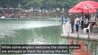 Otters raid fishing pond in Pasir Ris [upl. by Okihcas]