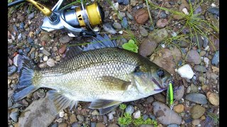 Australian Bass Fishing Mid North Coast NSW Imakatsu Alive Chatter [upl. by Ashok777]