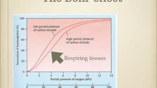 As level G6 Transport of carbon dioxide and Bohr effect Ms Cooper [upl. by Virgilia929]