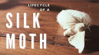 Soothing Silk Sericulture  lifecycle of a silkworm bombyx mori [upl. by Ngo]