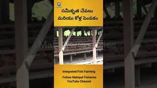 Integrated Fish and Poultry Farming Telugu part 3 intigratedfishfarming aquaculture fishfarming [upl. by Odraboel]