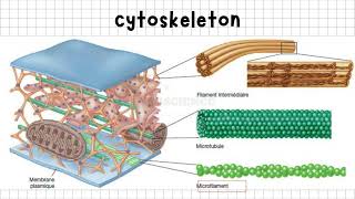 Introduction to the Cytoskeleton Structure and Function of Key Filaments Biology [upl. by Aneehsit]