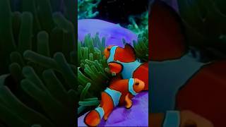 Nemo fishfunny [upl. by Amber]