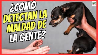 🔴 ¿COMO DETECTAN LOS PERROS LA MALDAD DE LAS PERSONAS ⚠️ [upl. by Zandra393]