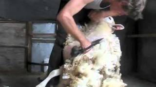 how to blade shear a sheep [upl. by Etteniuq]