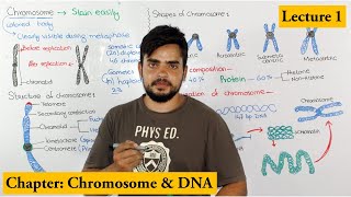 Chromosome Structure Shape composition and organization  Lecture 1 [upl. by Korwin]