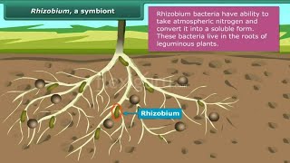 Organic Gardening Soil Inoculants – Benefits Of Using A Legume Inoculant  Rhizobia Bacteria [upl. by Eltsirhc]