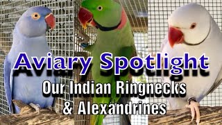 Aviary Spotlight  Our Breeding Indian Ringneck and Alexandrine parakeets [upl. by Nhepets381]