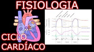 Aula Fisiologia Cardíaca  Ciclo Cardíaco  Fisiologia Cardiovascular Humana 1 [upl. by Llekcir]