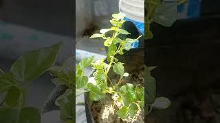 Paperomia গাছের পানি শোষণ প্রক্রিয়া পর্যবেক্ষণ gardenplants gardening agriculture peperomia [upl. by Essam]