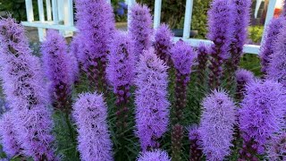 Liatris Gay Feathers quotBlazing Starquot July 22 [upl. by Kinimod]