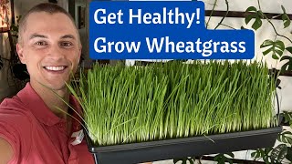 Grow WHEATGRASS Juice at Home in 8 Days  Incredible Health Benefits  Fast amp Cheap [upl. by Ridglee]