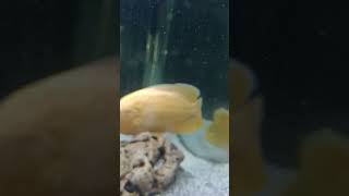 adventure travel nature zoo aquarium wildlife fish fishvideo [upl. by Accissej537]