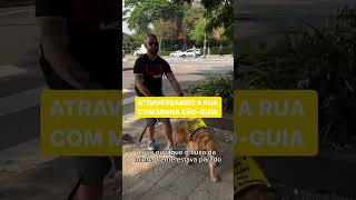 Como cego atravessa a rua com seu cão guia [upl. by Fulbright35]