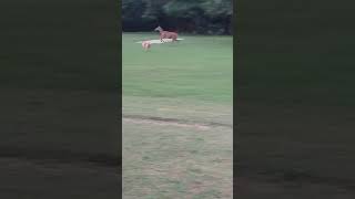 nilgai पर कुत्तों ka आक्रमण🐕🐕shortsfeed nilgai wildlife viralvideo viral viralvideo [upl. by Adnir]