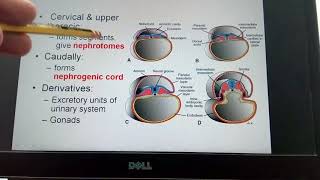 Somites  intermediate meso lateral plate mesoderm [upl. by Yrahcaz105]