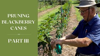 How to Prune BLACKBERRY Canes PART III I Dr Arlie Powell I INCREASING YEILD [upl. by Rolph]