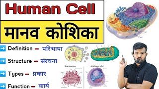 Difference between eukaryotes and prokaryotes  difference between eukaryotic and prokaryotic cell [upl. by Nerua]