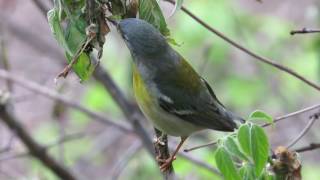 Biggest Week in American Birding [upl. by Gazzo]