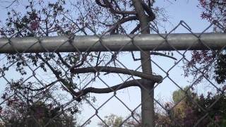 Virgies Guide to Pasadena Trees Floss Silk Tree [upl. by Ahsirtap822]