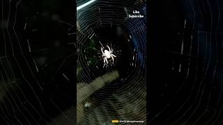 Spider kastam shortsfeed spider spiderweb insects web trending spiderwebs like subscribe [upl. by Yllah]