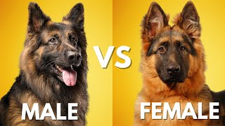 Male vs Female German Shepherd Which is Best For You [upl. by Hernando]