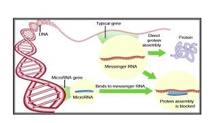 MicroRNA and their role in Gene Regulation Video No 468 [upl. by Nnailuj]