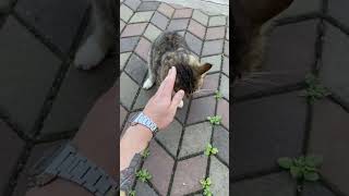 Playful stray cat Stepan so graceful was today [upl. by Norda]