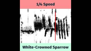 WhiteCrowned Sparrow Spectrogram in Slow Motion [upl. by Nirret]