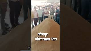 Jodhpur jeera mandi ka taaja bhav Jodhpur jeera mandi latest update [upl. by Elspet]