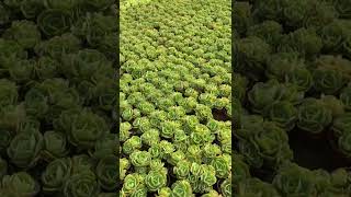 Beautiful succulents garden plants succulents [upl. by Derek]