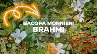 BACOPA Monnieri o BRAHMI  Mejora COGNITIVA [upl. by Notsur259]