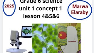 grade 6 science unit 1 concept 1 lesson 4amp5amp6 Marwa Elaraby 2025 [upl. by Mungovan]