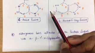 Purine  Its Structure  role in DNA  importance [upl. by Circosta]