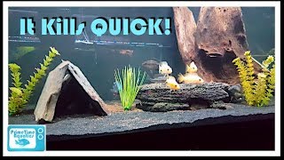 How to Lower Ammonia in an Aquarium [upl. by Martell329]