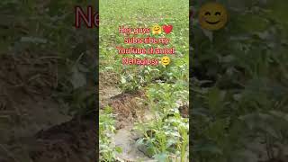 मेरे गांव में आलू की खेती 🌱🥔nehagipsy minivlog [upl. by Avrom235]