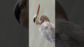 Watching closely on Great Heron😉 shortvideo birds fishing [upl. by Eada]