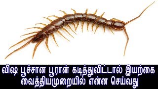 விஷ பூச்சான பூரான் கடித்துவிட்டால் இயற்கை வைத்திய முறையில் என்ன செய்வதுTamil Siddha Maruthuvam [upl. by Adias]