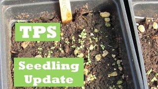 Potato seedlings True Potato Seed progress [upl. by Nalced]