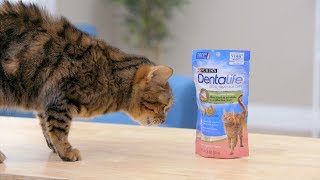 DentaLife Oral Care Cat Treats  Chewy [upl. by Solim]