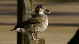 Ringed Teal Call birds birdsounds [upl. by Dorrahs]