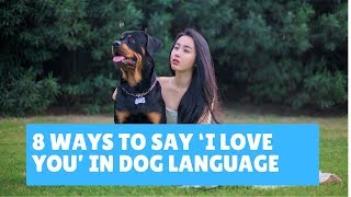 8 Ways to Say ‘I Love You’ in Dog Language [upl. by Panaggio]