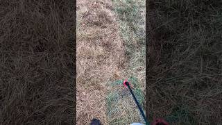 Second application of lawn killer for the renovation [upl. by Booma]