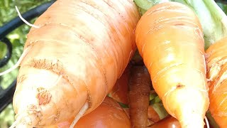 Harvesting Homegrown carrots For Oxtail STEW [upl. by Inneg297]