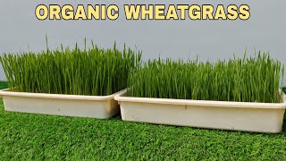 Homegrown Wheatgrass 2 Simple Techniques You Can Try🤠  घर पर व्हीटग्रास उगायें In Detail [upl. by Aneeuqahs]