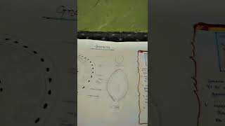 Botany 1st year Gnetum diagram [upl. by Kowal]