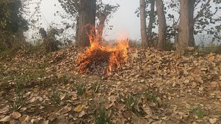 Unharvested Corn Field Fire Ep 7 [upl. by Addison]