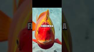 The Funny Fish Face of Parrotfish [upl. by Arayk751]